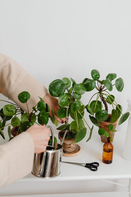 Essential Tips for Keeping Your Houseplants Healthy and Thriving